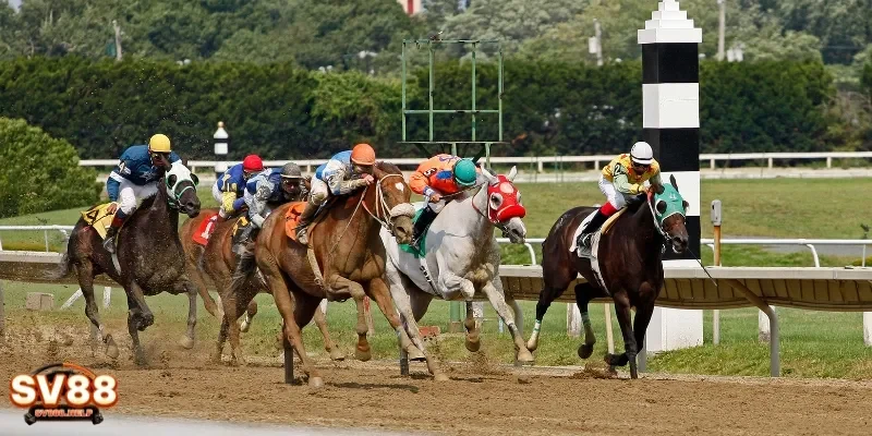 Cá cược đua ngựa là hình thức cược thú vị và hấp dẫn dành cho người chơi