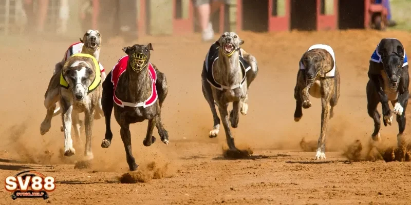 Phân tích phong độ của các chú chó đua trên nhiều yếu tố để đưa ra đánh giá